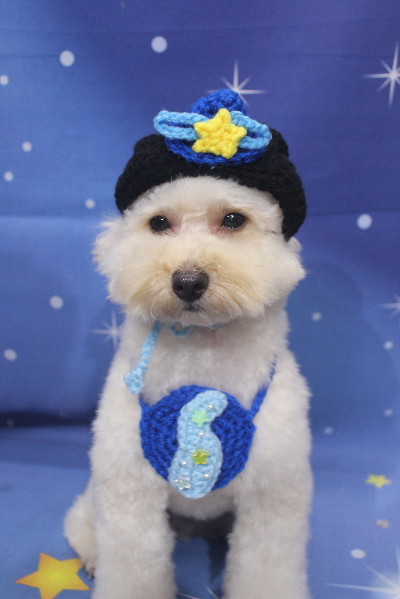 千葉県鎌ケ谷市のトイプードルのトリミング画像