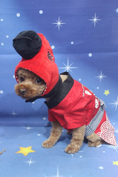 千葉県船橋市のトイプードルのトリミング画像