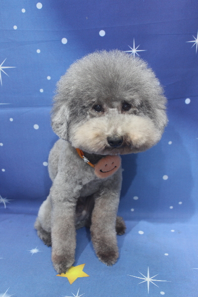 千葉県船橋市のトイプードルのトリミング画像