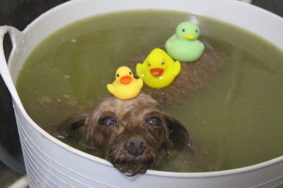 神奈川県横浜市のトイプードルのハーブ湯画像