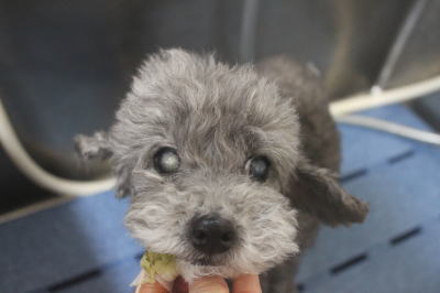 千葉県船橋市のトイプードルの歯磨き画像