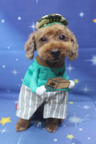 千葉県船橋市のトイプードルのトリミング画像