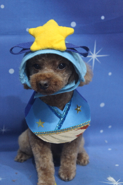 千葉県船橋市のトイプードルのトリミング画像