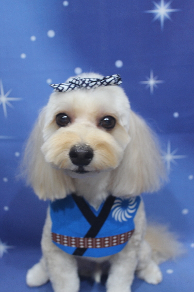 千葉県鎌ヶ谷市のミックス犬のトリミング画像