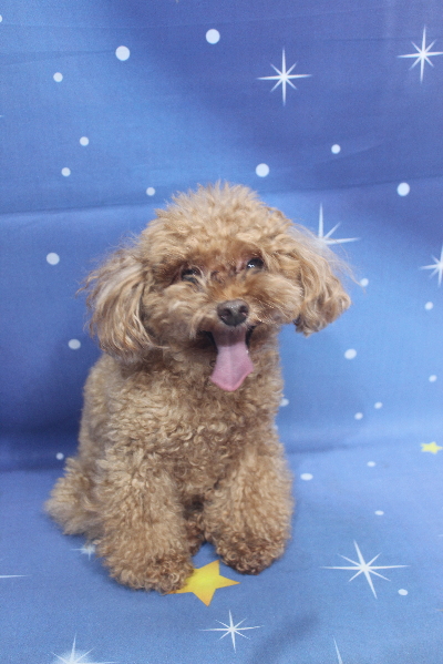 千葉県船橋市のトイプードルのトリミング前画像