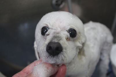 千葉県船橋市のトイプードルのシャンプー画像