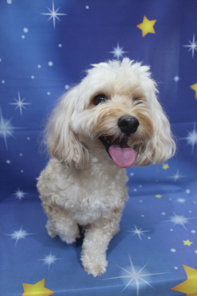 千葉県鎌ヶ谷市のミックス犬のトリミング前画像