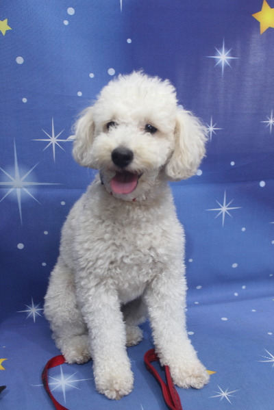 千葉県鎌ヶ谷市のトイプードルのトリミング前画像