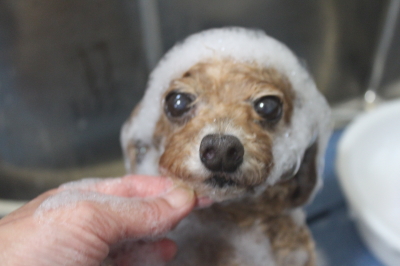 千葉県鎌ケ谷市のトイプードルのシャンプー画像