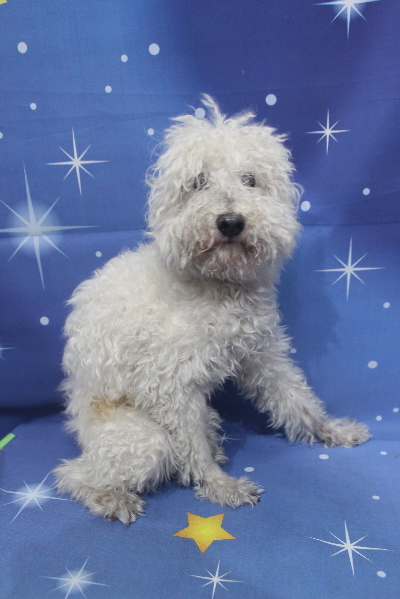千葉県船橋市のトイプードルのトリミング前画像