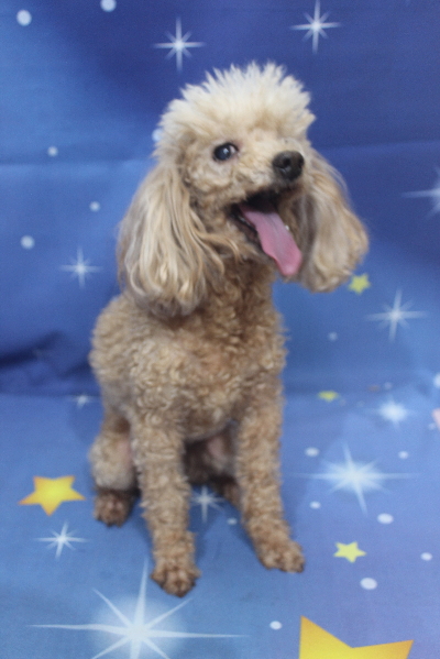 千葉県船橋市のトイプードルのトリミング前画像