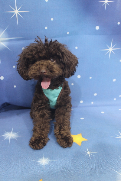 千葉県船橋市のトイプードルのトリミング前画像