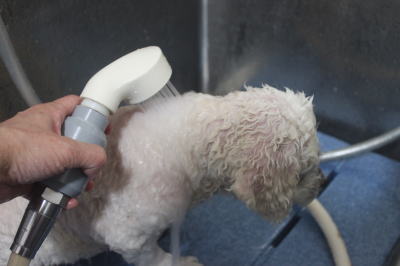 千葉県船橋市のトイプードルのオゾンシャワー画像