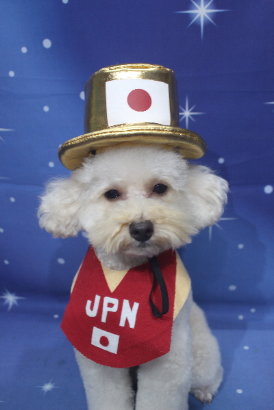 千葉県鎌ヶ谷市のトイプードルのトリミング画像