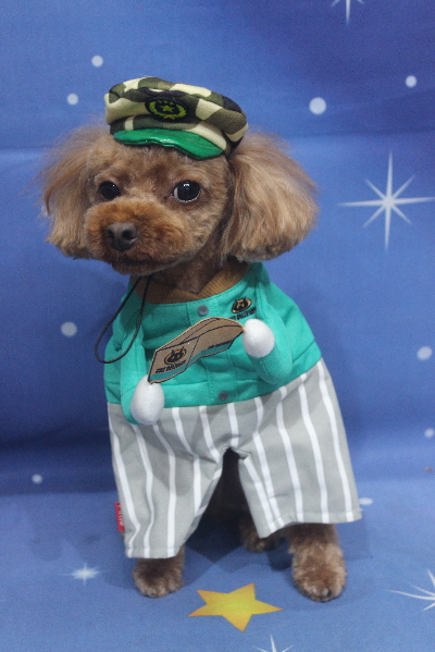 千葉県船橋市のトイプードルのトリミング画像