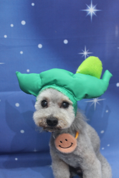 千葉県船橋市のトイプードルのトリミング画像