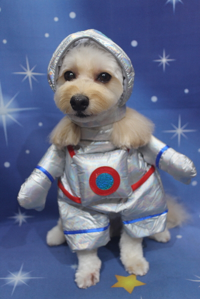 千葉県鎌ヶ谷市のミックス犬のトリミング画像