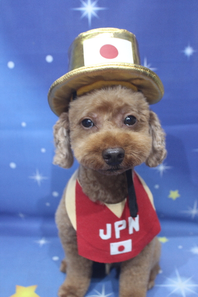 千葉県船橋市のトイプードルのトリミング画像