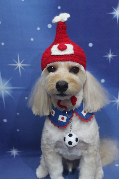 千葉県鎌ヶ谷市のミックス犬のトリミング画像