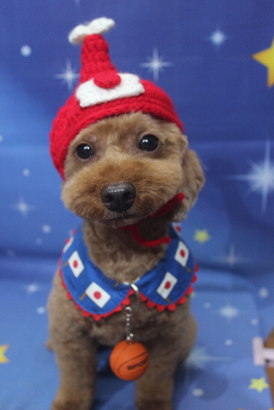 千葉県船橋市のトイプードルのトリミング画像