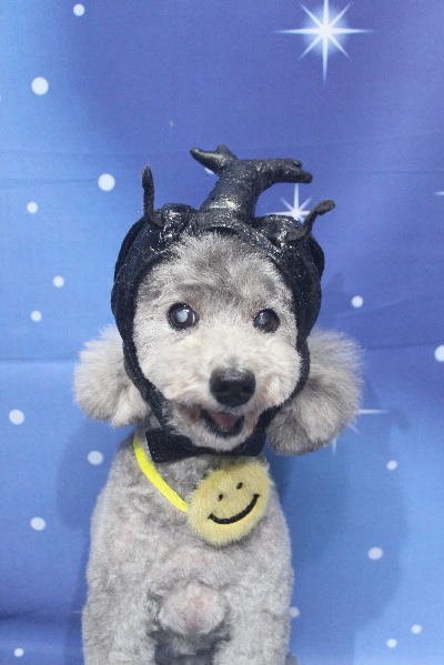 千葉県船橋市のトイプードルのトリミング画像