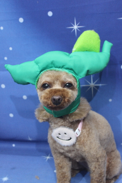 神奈川県横浜市のトイプードルのトリミング画像