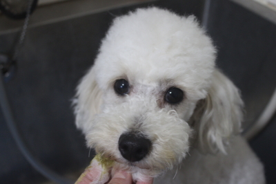 千葉県鎌ヶ谷市のトイプードルの歯磨き画像