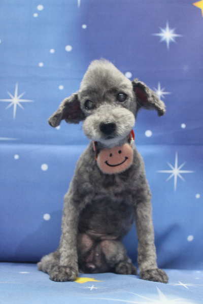 千葉県船橋市のトイプードルのトリミング画像