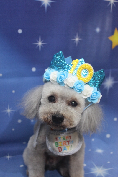 千葉県船橋市のトイプードルのトリミング画像