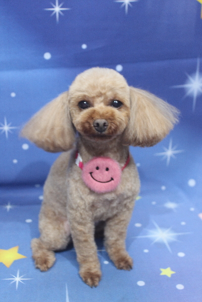 神奈川県横浜市のトイプードルのトリミング画像