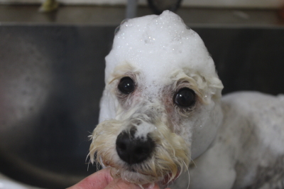 千葉県鎌ヶ谷市のトイプードルのシャンプー画像