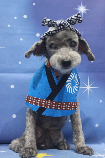 千葉県船橋市のトイプードルのトリミング画像