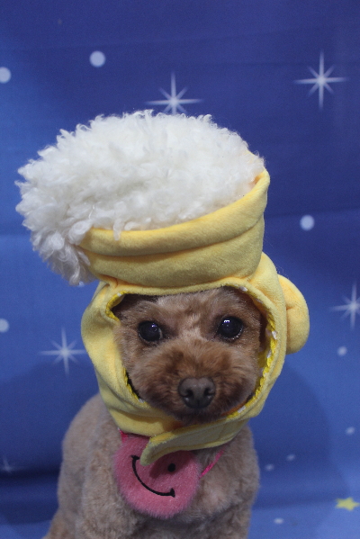 神奈川県横浜市のトイプードルのトリミング画像