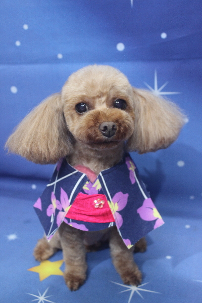 神奈川県横浜市のトイプードルのトリミング画像