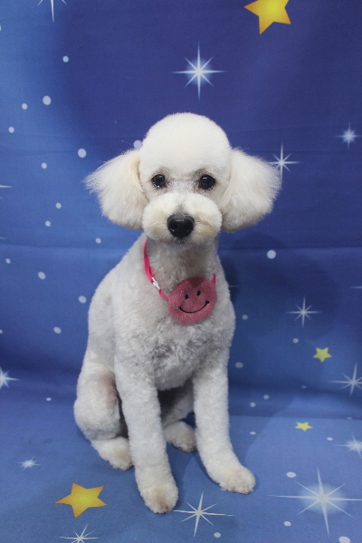 千葉県鎌ヶ谷市のトイプードルのトリミング画像