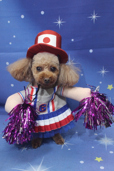 神奈川県横浜市のトイプードルのトリミング画像