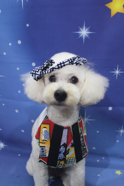 千葉県鎌ヶ谷市のトイプードルのトリミング画像