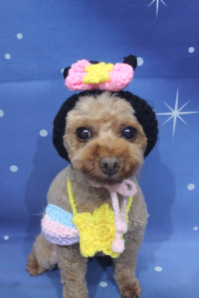 神奈川県横浜市のトイプードルのトリミング画像