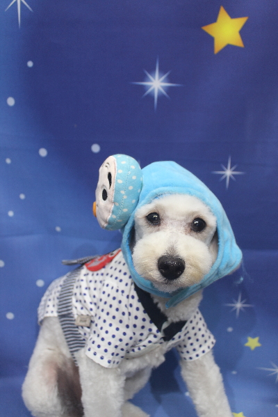 千葉県鎌ヶ谷市のトイプードルのトリミング画像