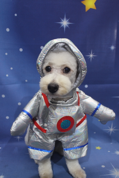 千葉県鎌ヶ谷市のトイプードルのトリミング画像