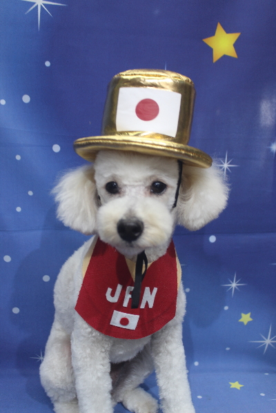 千葉県鎌ヶ谷市のトイプードルのトリミング画像