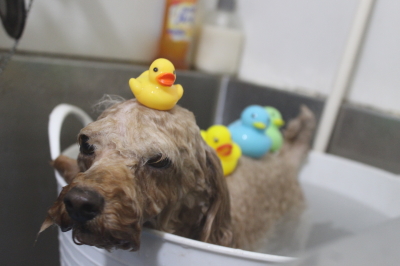 千葉県船橋市のトイプードルの炭酸泉画像