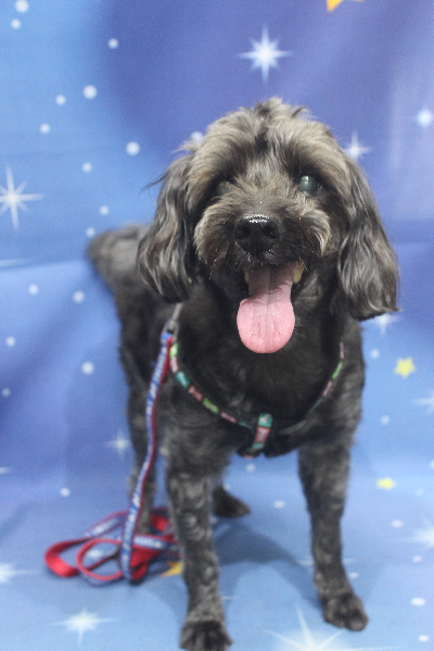 千葉県鎌ケ谷市ミックス犬のトリミング前画像