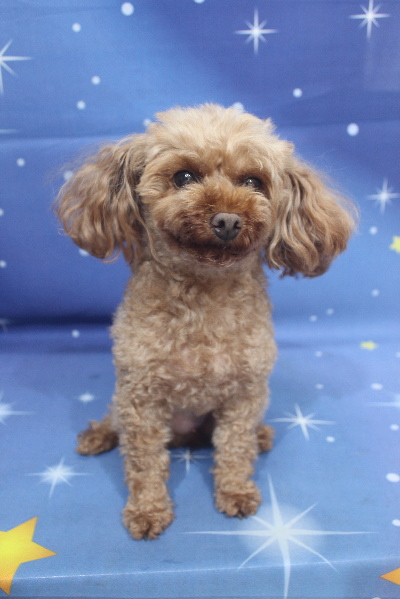 神奈川県横浜市のトイプードルのトリミング前画像