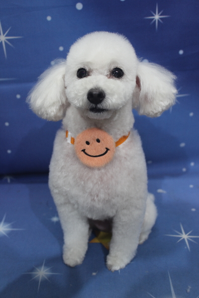 千葉県船橋市のトイプードルのトリミング画像