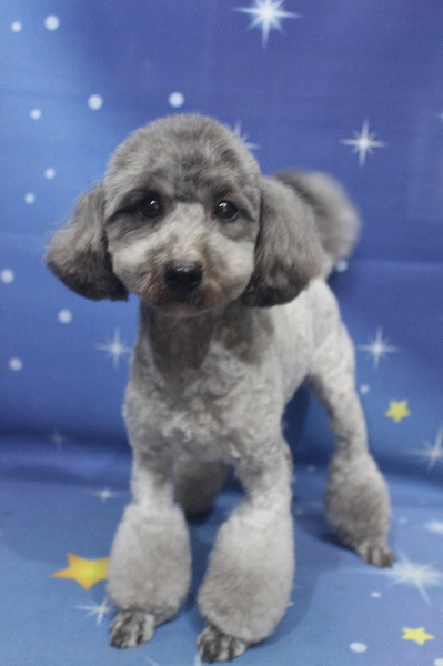 トイプードルブリーダーの成犬、トリミング画像