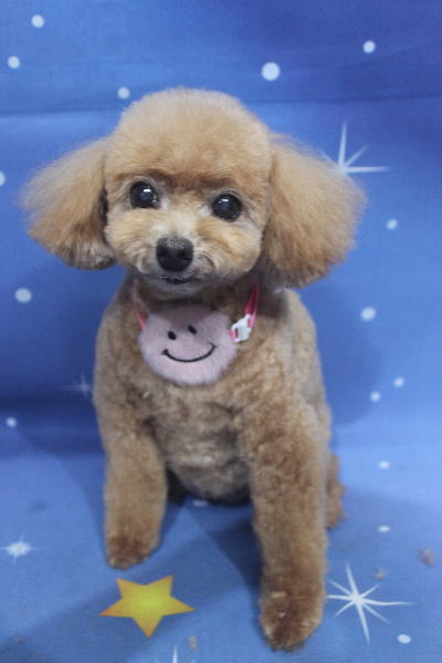 千葉県鎌ケ谷市のトイプードルのトリミング画像