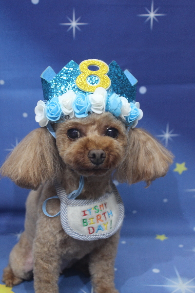 神奈川県横浜市のトイプードルのトリミング画像