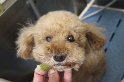 千葉県鎌ヶ谷市のトイプードルの歯磨き画像