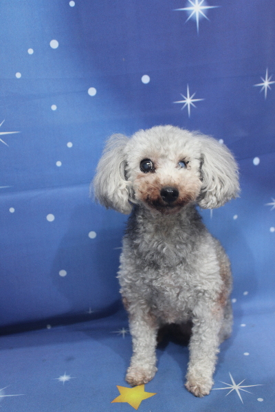 トイプードルブリーダーの成犬、トリミング前画像